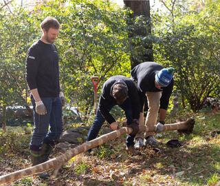 Volunteers chopping a tree brand in the park.